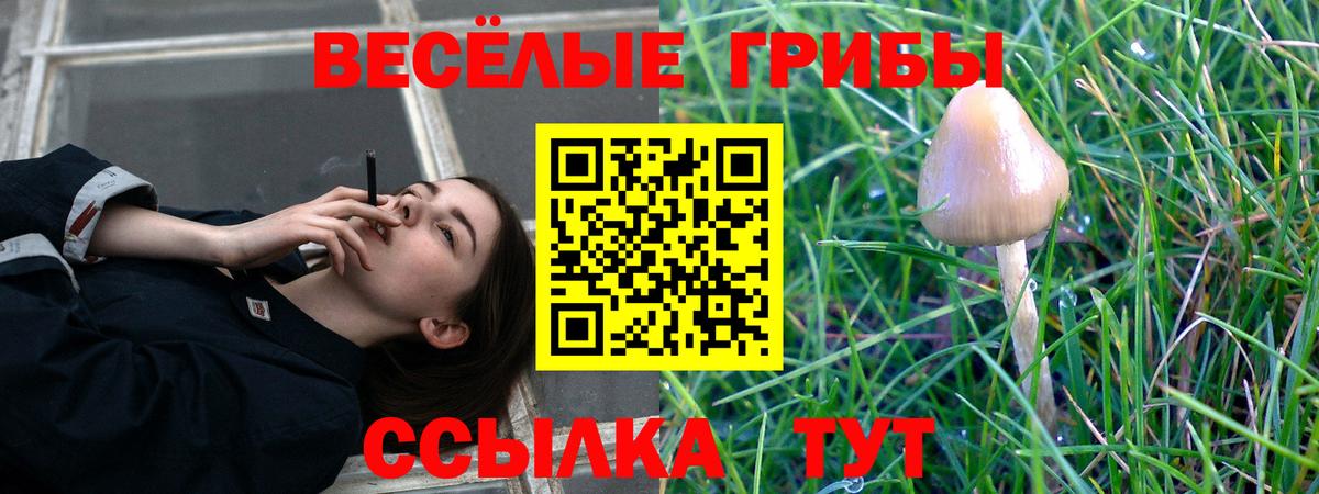 Псилоцибиновые грибы Cubensis  Дюртюли  Галлюциногенные грибы Psilocybine cubensis 